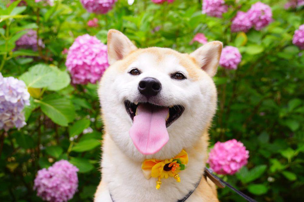 Kenapa Shiba Inu Lebih Mirip Kucing daripada Anjing?