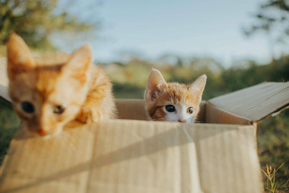 Ilustrasi kucing (pexels.com/Nothing Ahead)