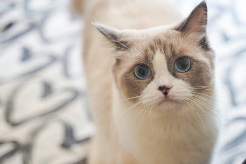 6 Tips Bersihkan Eek Kucing, Rumah Jadi Bebas Bau!