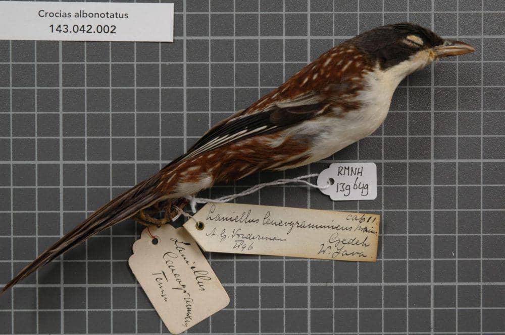 Cica matahari (commons.wikimedia.org/Naturalis Biodiversity Center)