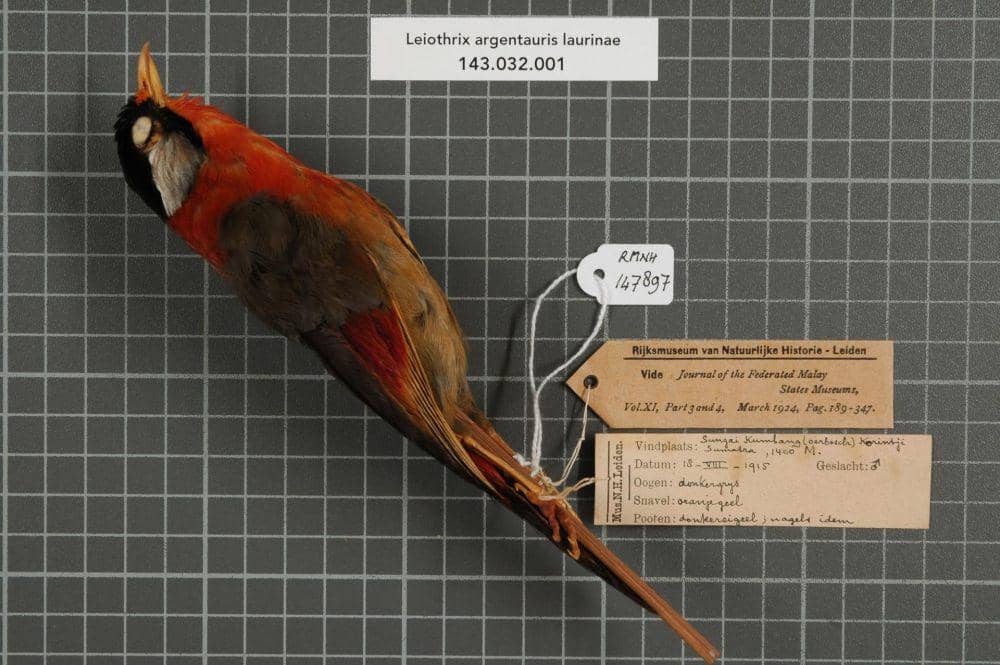Mesia telinga perak (commons.wikimedia.org/Naturalis Biodiversity Center)