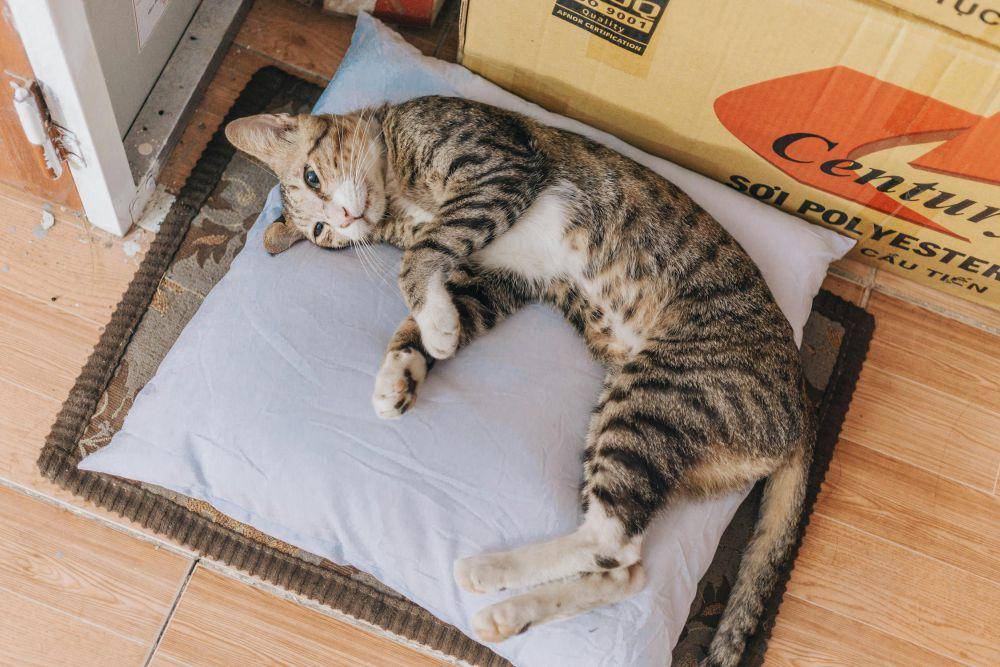 Ilustrasi kucing (pexels.com/FOX ^.ᆽ.^= ∫)
