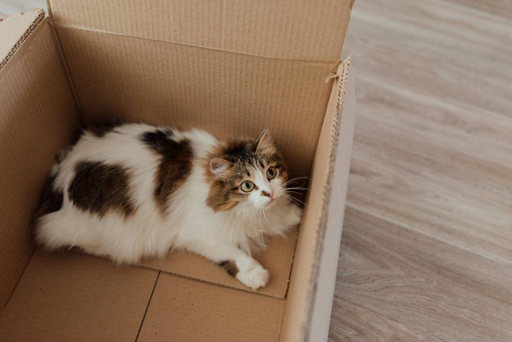 5 Cara Latih Kucing agar Buang Kotoran di Tempat yang Benar