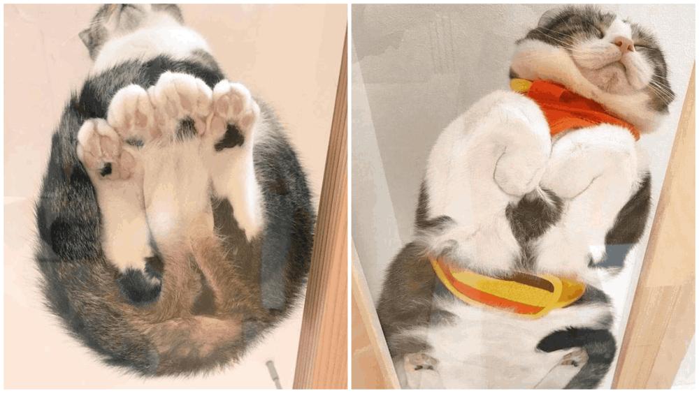 10 Potret Kucing Duduk di Atas Meja Kaca, Seperti Melayang!