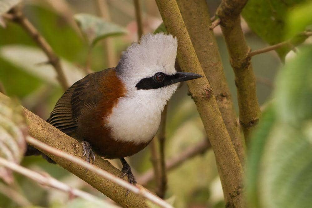 5 Spesies Leitotrichidae yang Dilindungi di Indonesia, Sangat Terancam