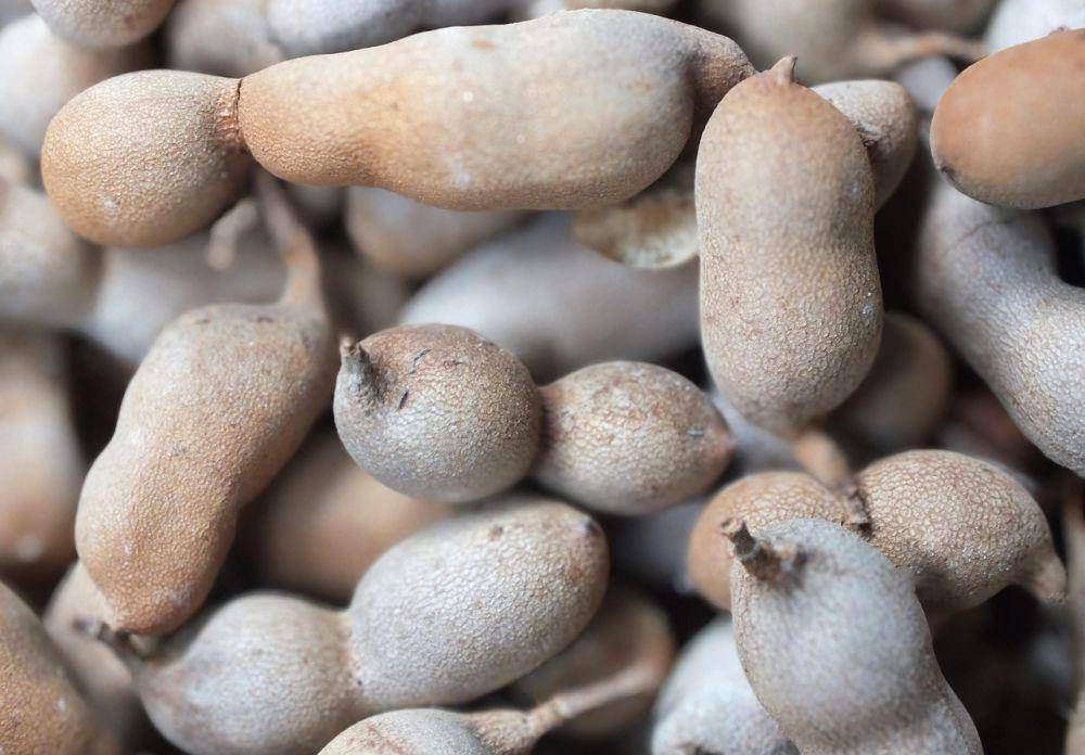 ilustrasi tamarind (pixabay.com/BuyMeACoffee)