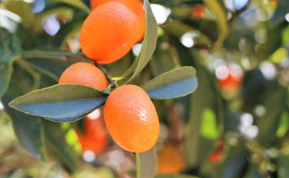 ilustrasi kumquat (pixabay.com/torricojc)