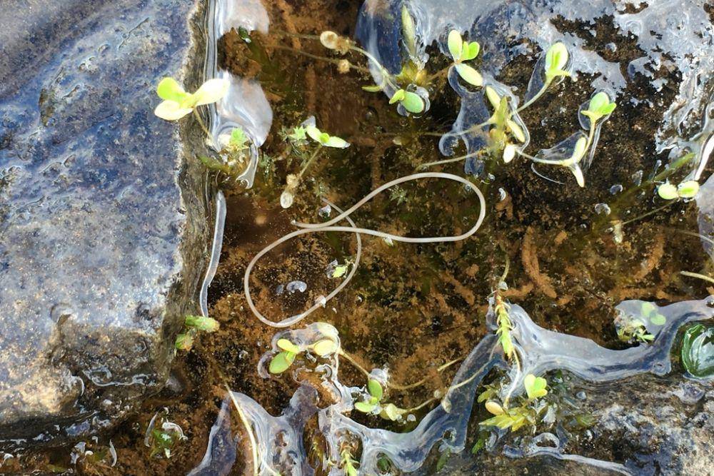 Cacing rambut kuda (inaturalist.org/canaya19)