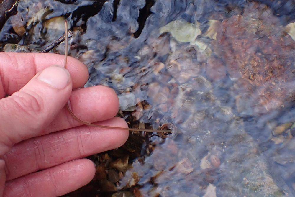 Cacing rambut kuda (inaturalist.org/Caleb Wardlaw)