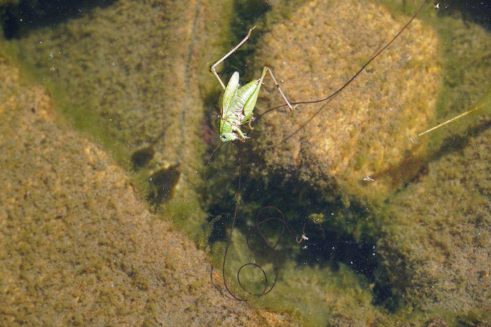 Cacing rambut kuda (inaturalist.org/Jean Meunier)