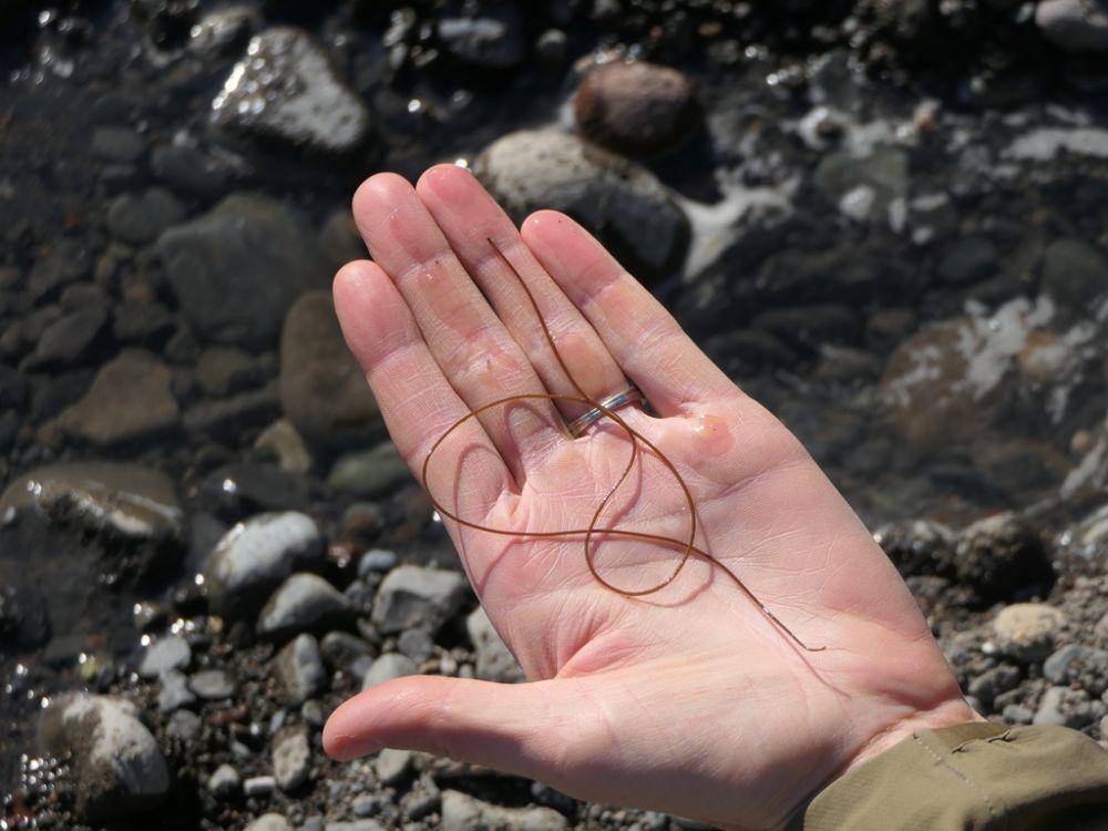Cacing rambut kuda (inaturalist.org/peterweilandt)