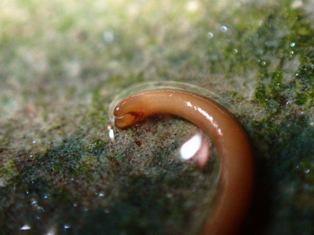 Cacing rambut kuda (inaturalist.org/Caleb Wardlaw)