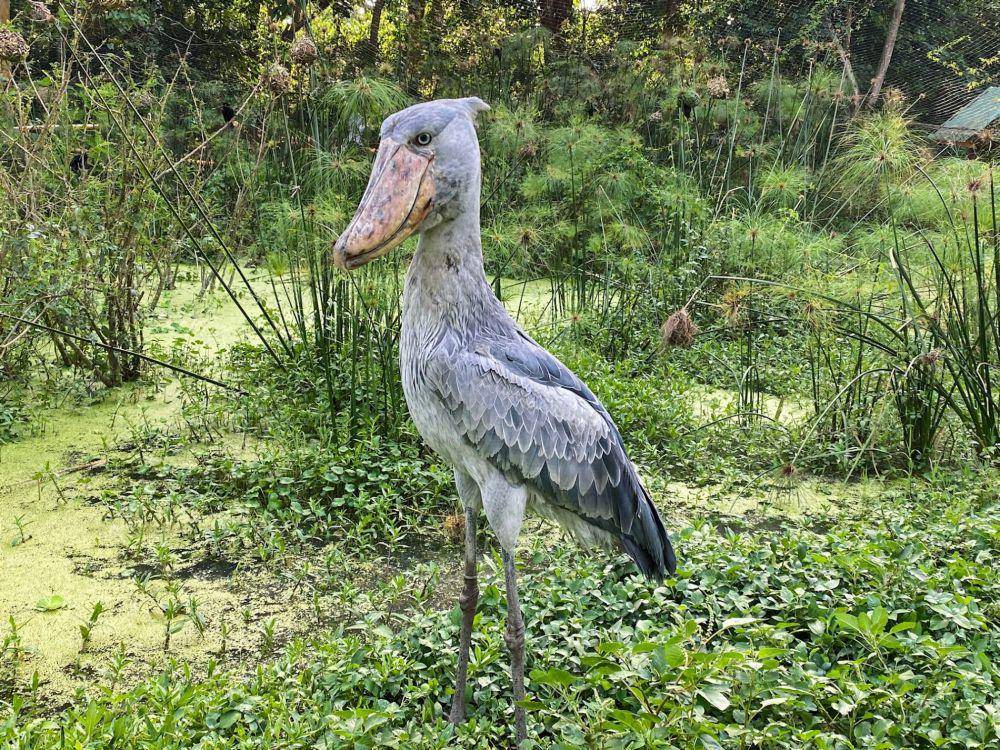 Ilustrasi burung shoebill (unsplash.com/Melissa Askew)