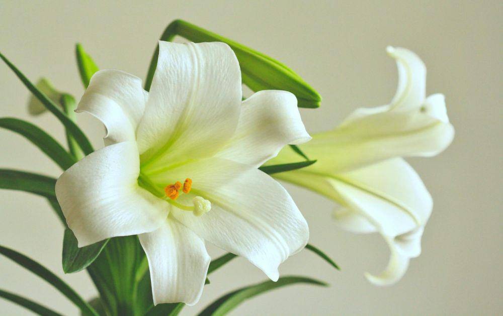 easter lily (pexels.com/Ashlee Marie)