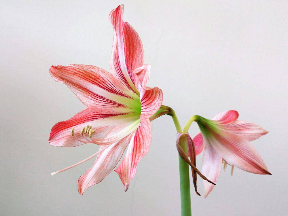 amarilis (pexels.com/TU HAN-WEI)
