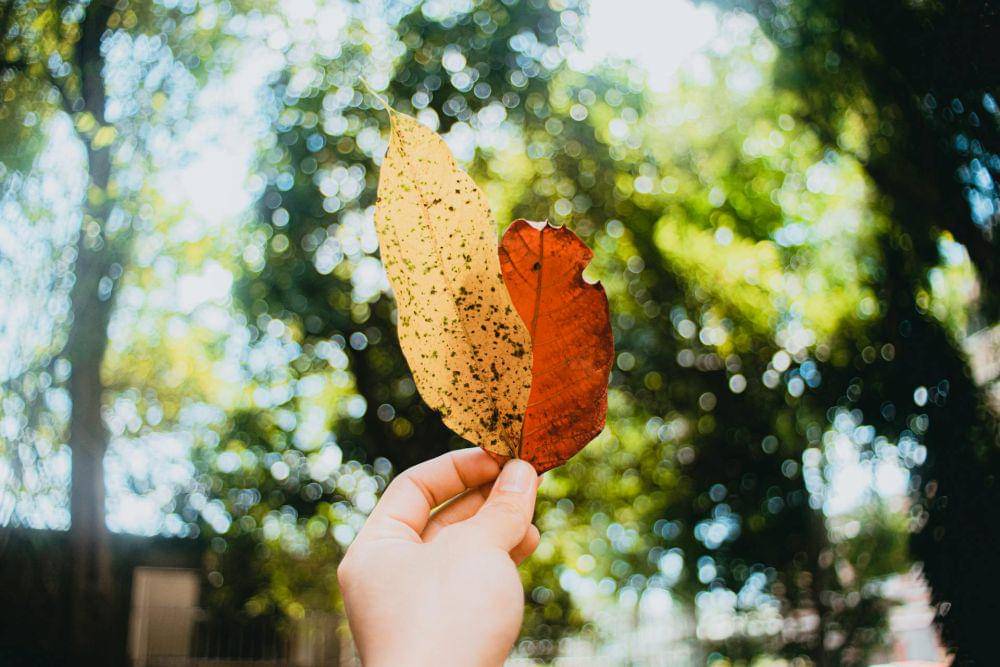 ilustrasi leaf spot (pexels.com/Nothing Ahead)