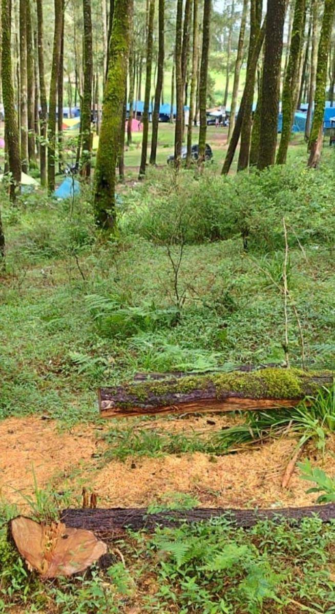 Pembalakan liar di TWA Malino, Hutan Pinus Lembanna, terancam rusak, Senin (27/1/2025)/Istimewa