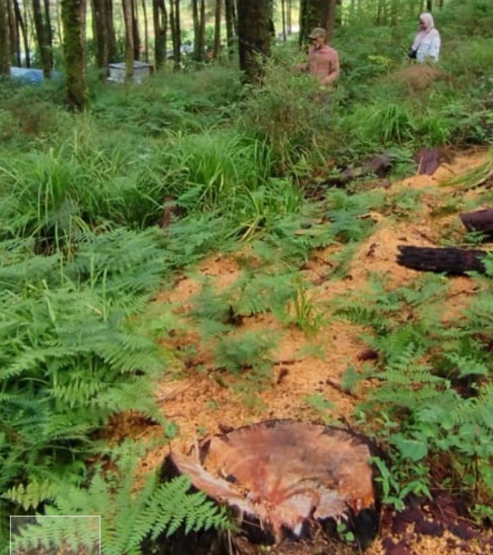 Pembalakan Liar di TWA Malino, Hutan Pinus Lembanna Terancam Rusak