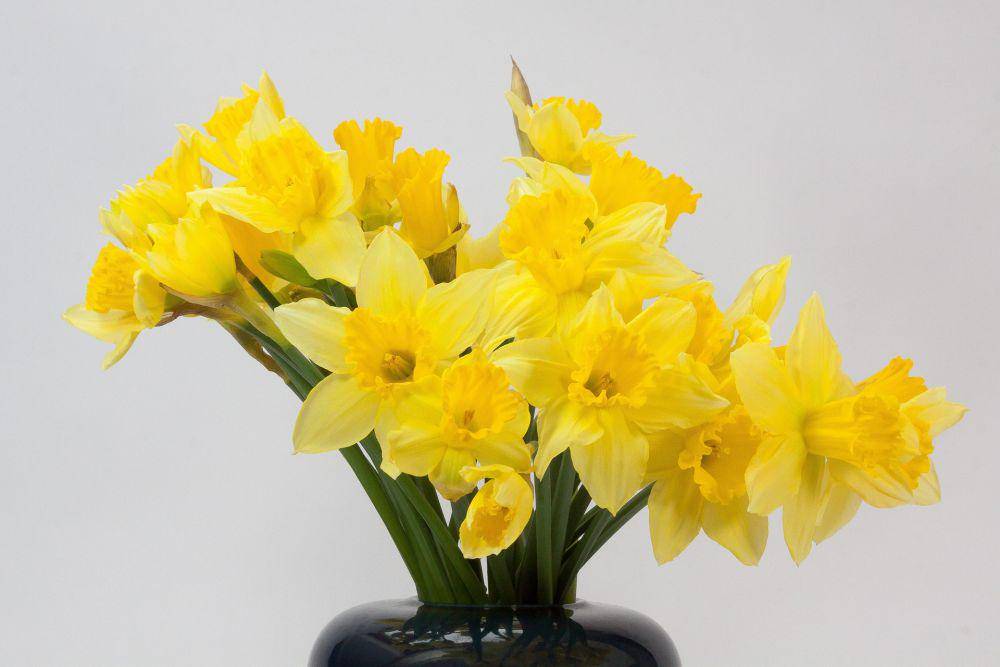 narcissus (pixabay.com/Stefan Schweihofer)