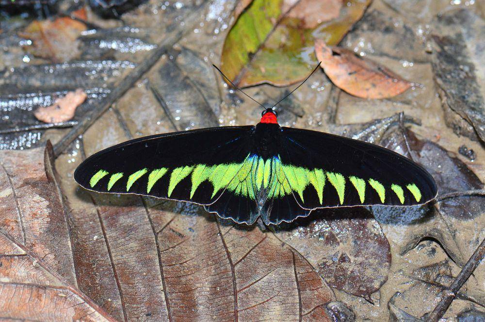 Rajah brooke birdwing (commons.wikimedia.org/Pavel Kirillov)