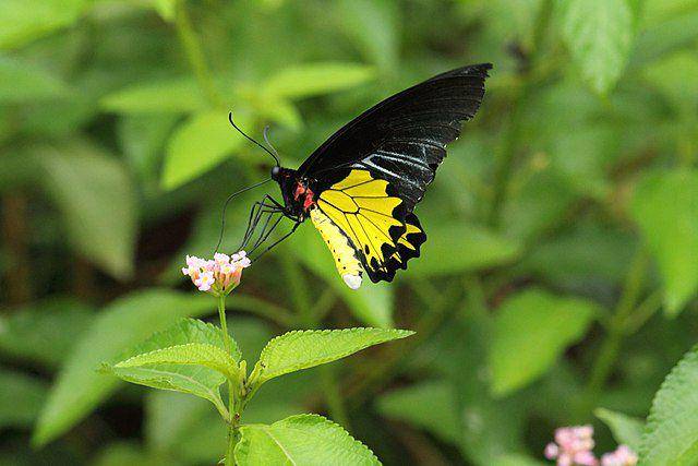 Troides helena (commons.wikimedia.org/Balakrishnan Valappil)