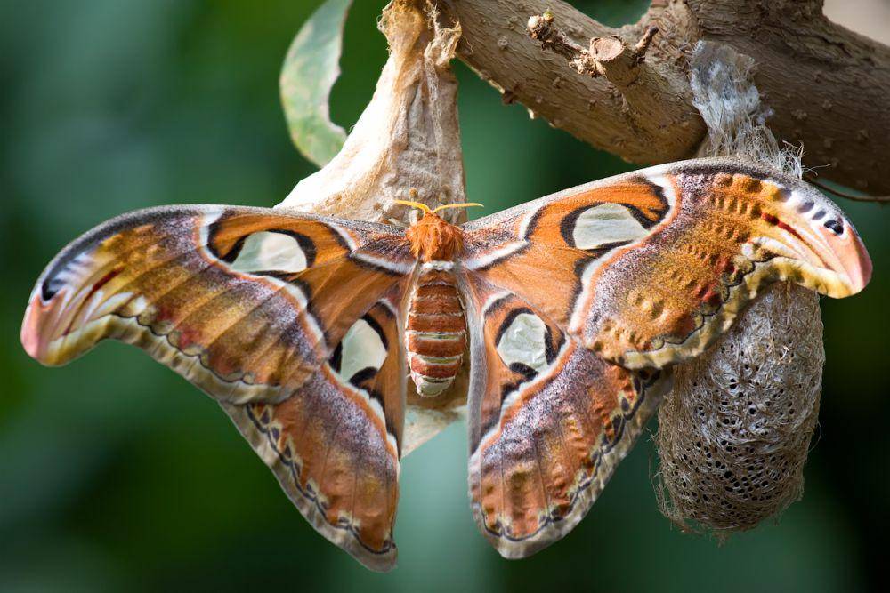 Attacus atlas (commons.wikimedia.org/Steven Pavlov)