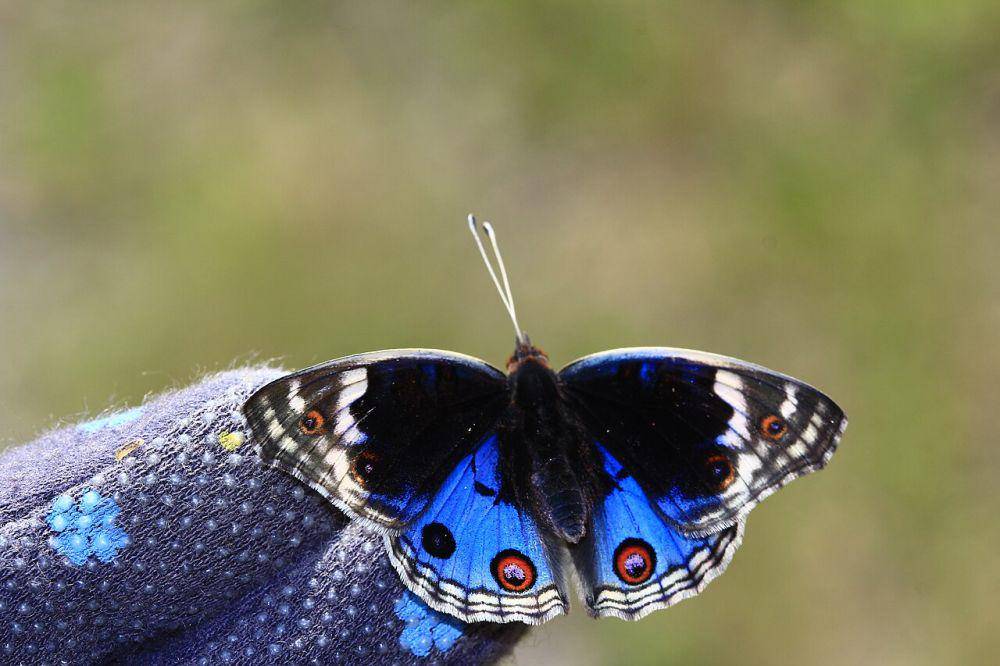 Kupu-kupu blue pansy (commons.wikimedia.org/Hsu Hong Lin)