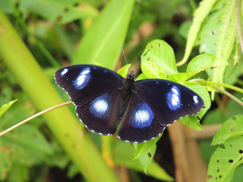 Kupu-kupu bulan biru (commons.wikimedia.org/Hsu Hong Lin)