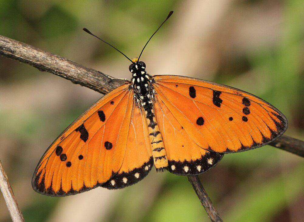 Coster tawny (commons.wikimedia.org/Binu Balakrishnan)