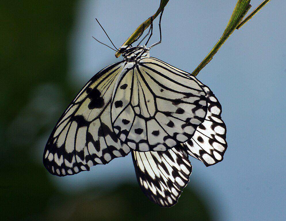 Paper kite (commons.wikimedia.org/Bernard Spragg. NZ)