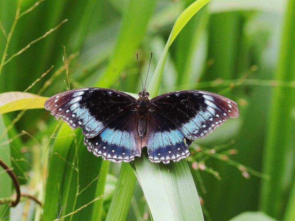 Kupu-kupu eggfly bergaris biru (commons.wikimedia.org/Graham Winterflood)