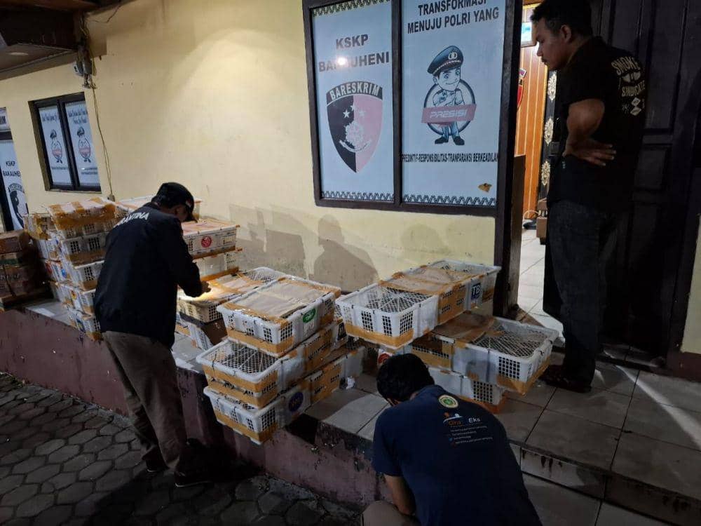 Pengungkapan 1.968 ekor burung liar di Pelabuhan Bakauheni, Minggu (26/1/2025). (Dok. Karantina Lampung).