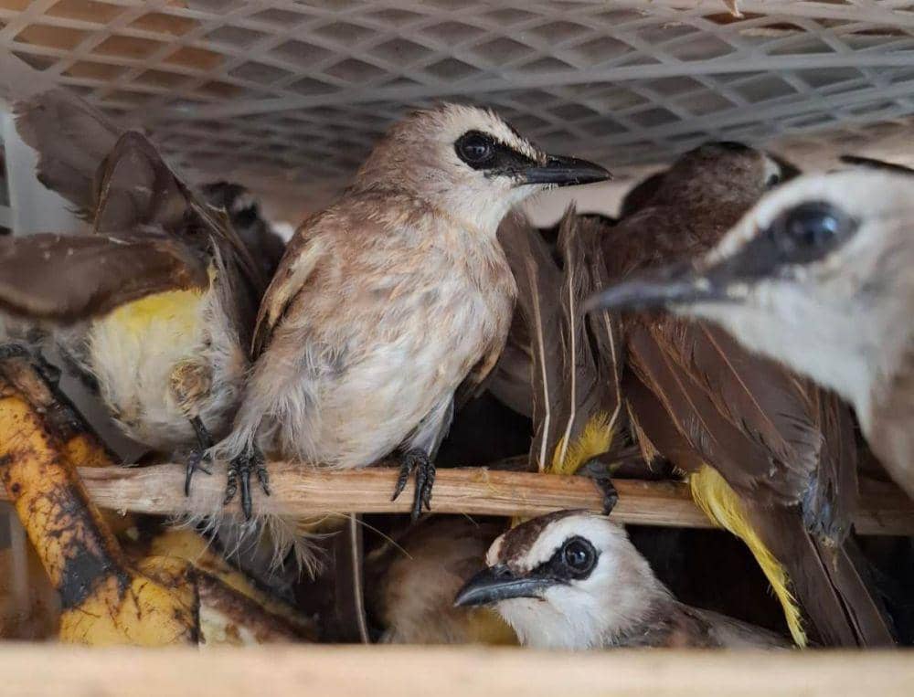 Pengungkapan 1.968 ekor burung liar di Pelabuhan Bakauheni, Minggu (26/1/2025). (Dok. Karantina Lampung).
