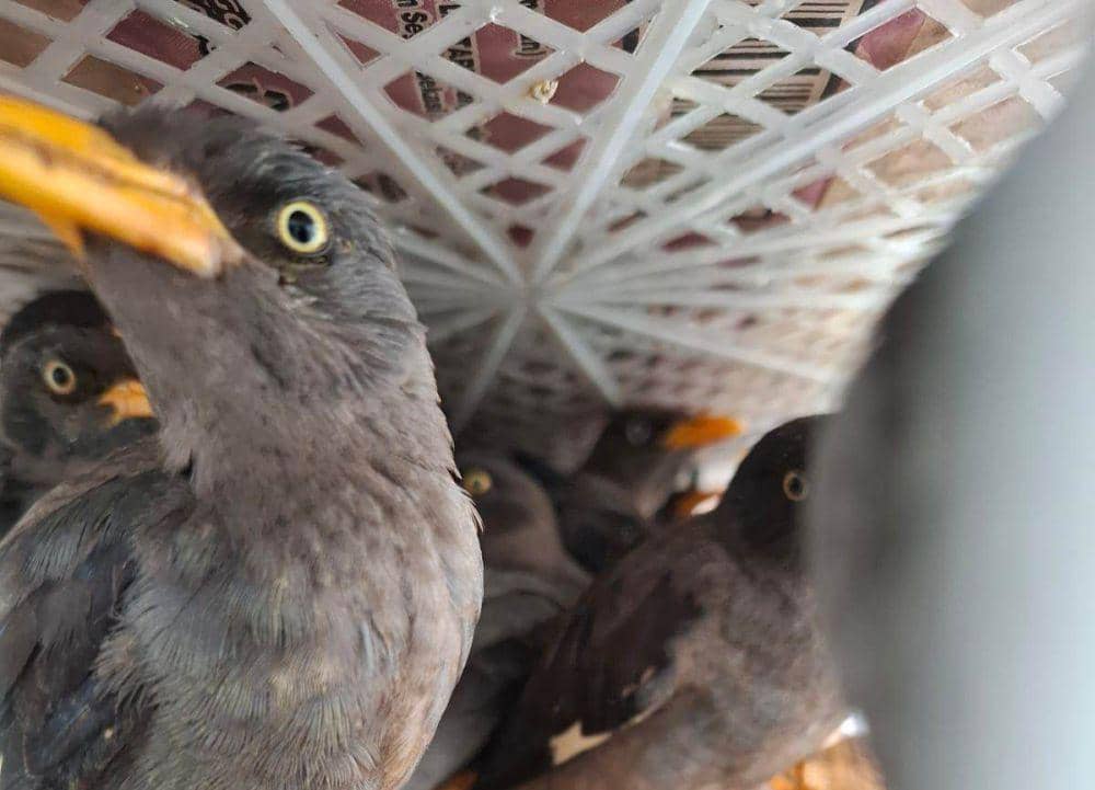 Pengungkapan 1.968 ekor burung liar di Pelabuhan Bakauheni, Minggu (26/1/2025). (Dok. Karantina Lampung).