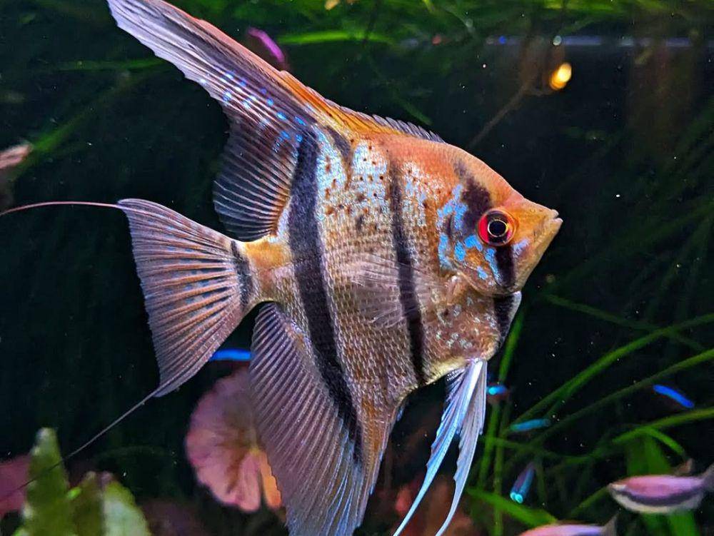 ikan bidadari (instagram.com/planted_tanks)