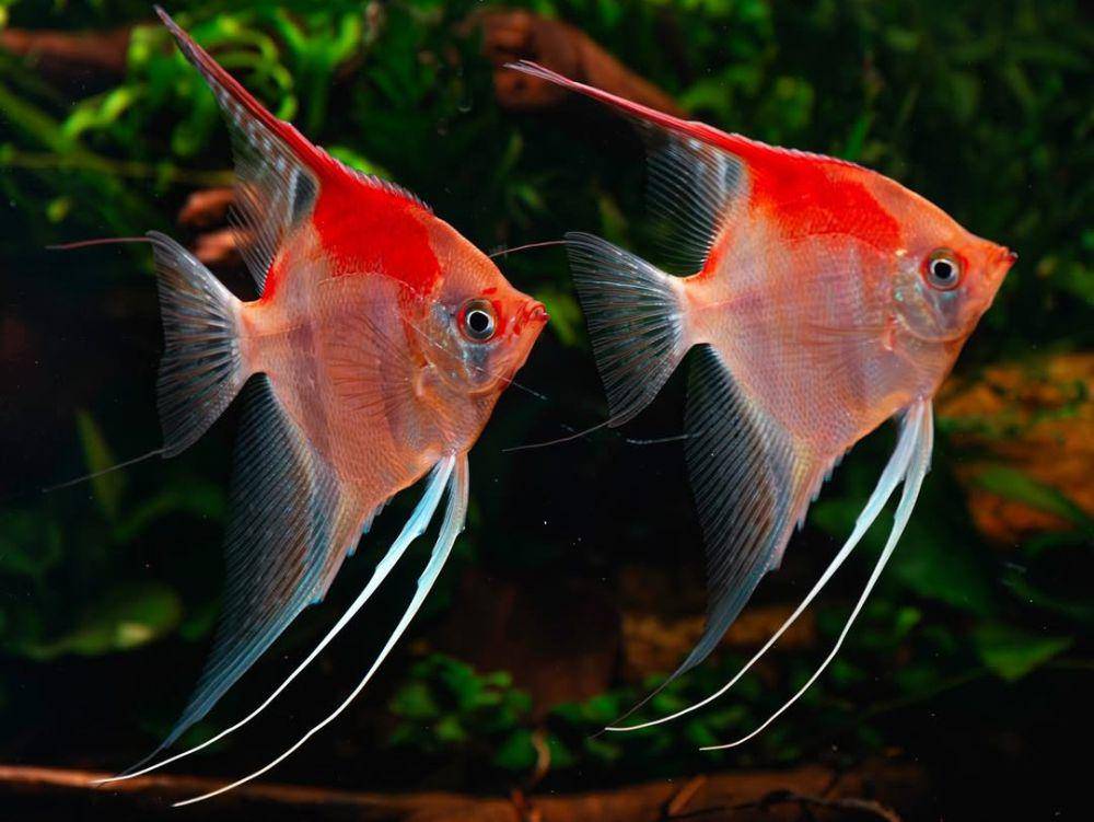 ikan bidadari (instagram.com/angelfish.dominik)