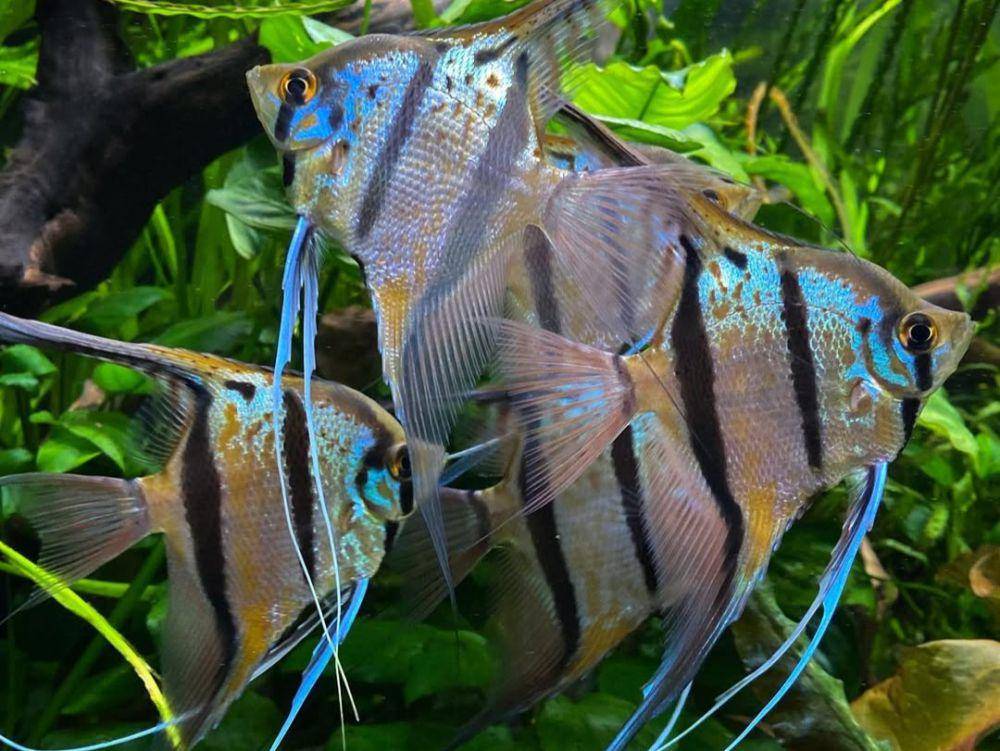 ikan bidadari (instagram.com/wictanks)