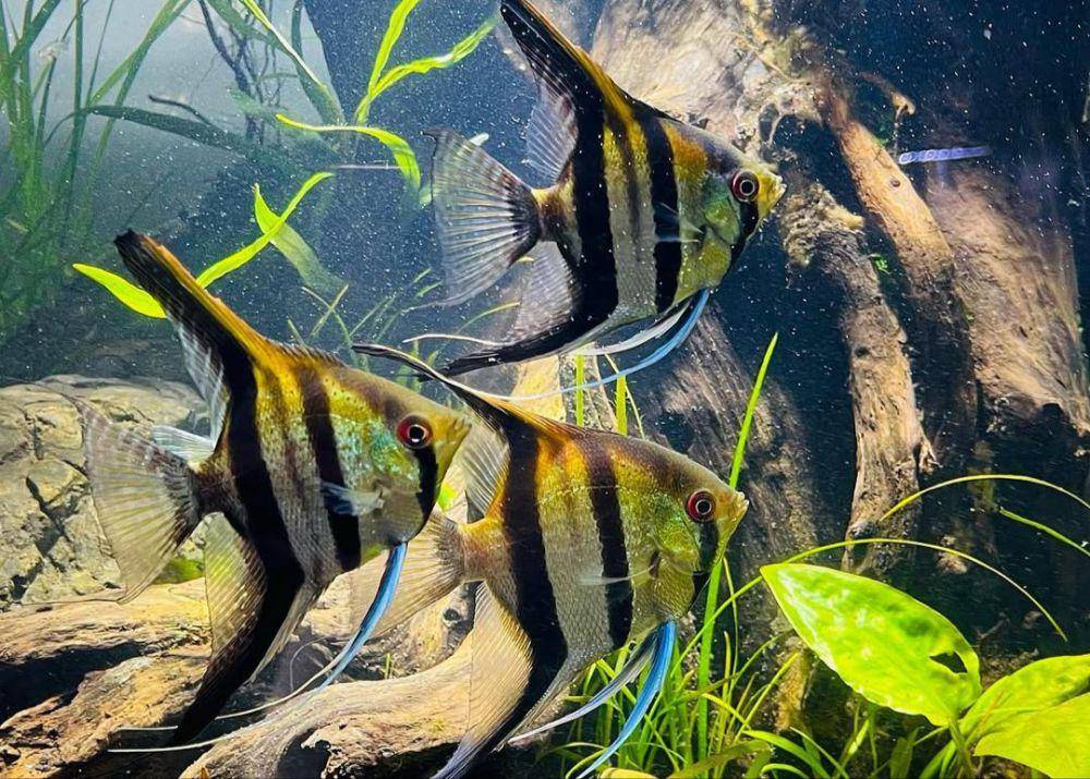 ikan bidadari (instagram.com/semarangaquatic)