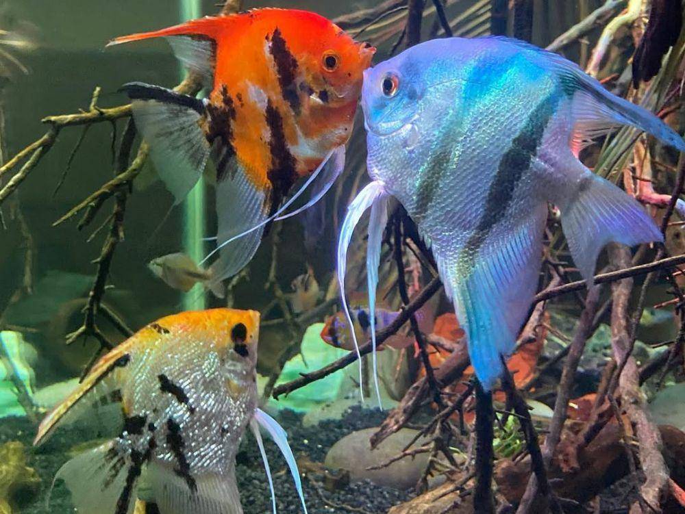 ikan bidadari (instagram.com/angel__bos)