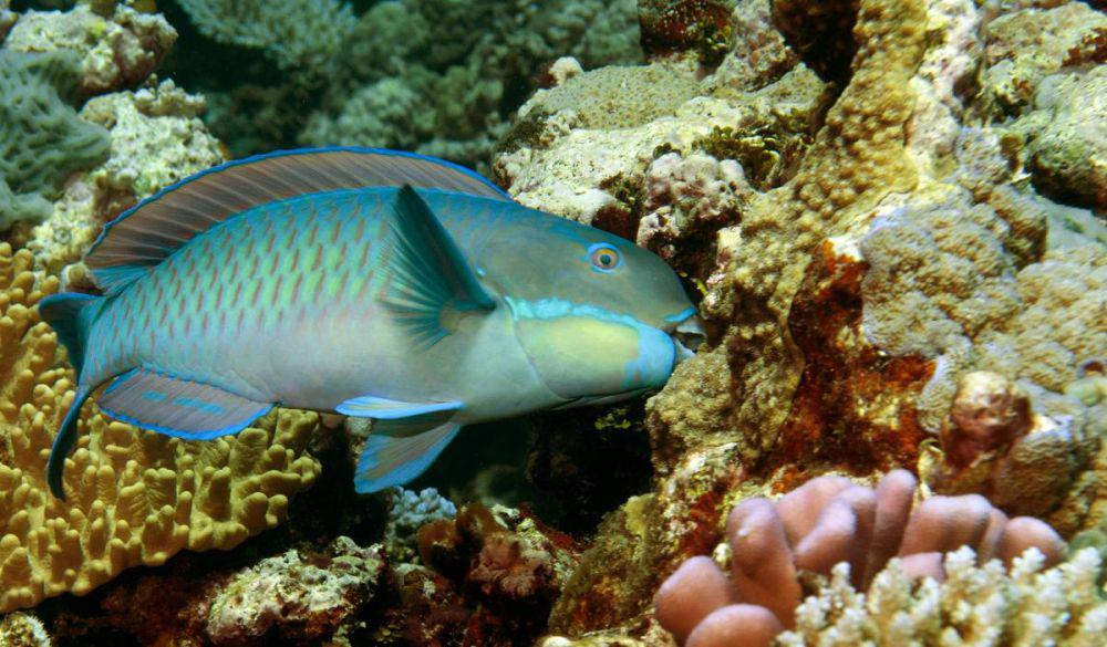 5 Fakta Menarik Ikan Kakatua, Fesesnya Berupa Pasir