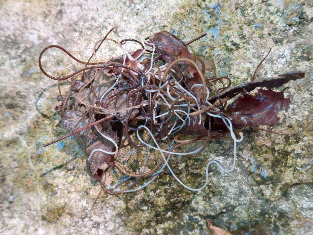 Cacing rambut kuda (inaturalist.org/Lynette)