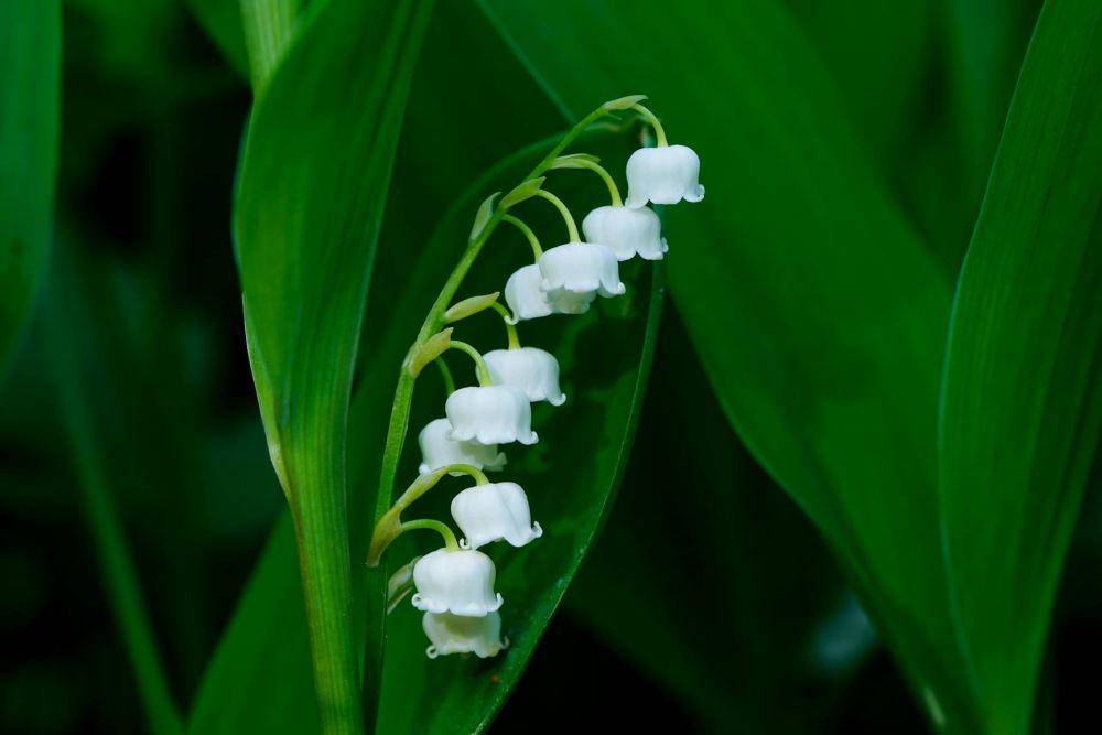 lily of the valley (pexels.com/대정 김)