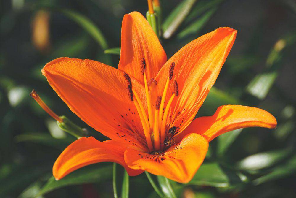 asiatic lily (pexels.com/Susanne Jutzeler, suju-foto)