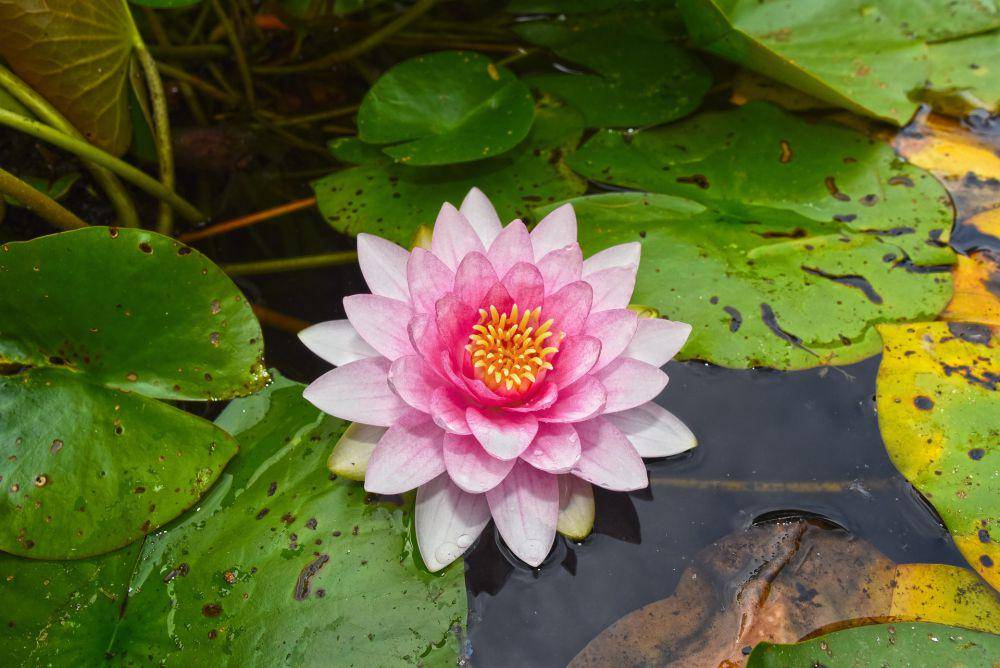 water lily (pixabay.com/👀 Mabel Amber, who will one day)