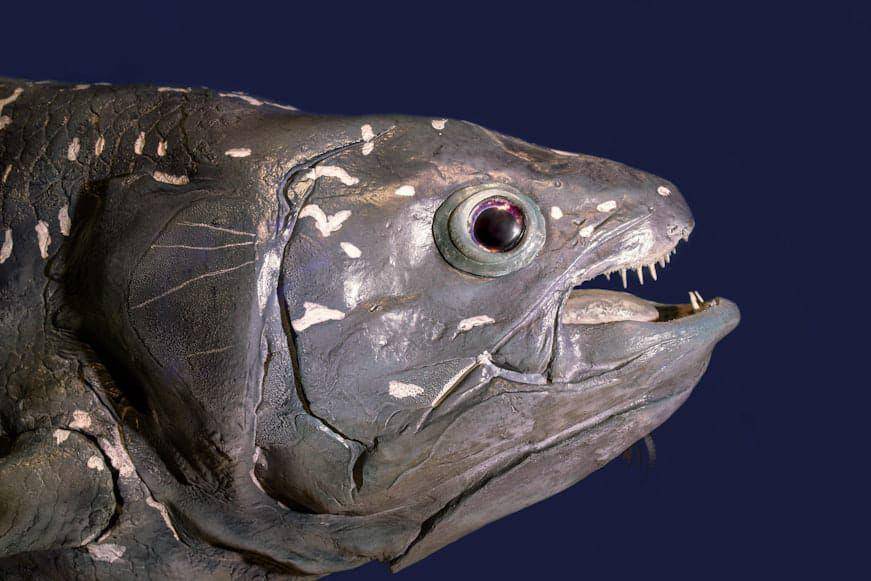 ilustrasi ikan coelacanth (unsplash.com/David Clode)