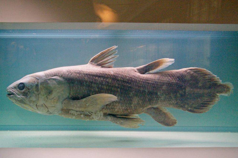 ilustrasi ikan coelacanth (commons.wikimedia/sybarite48)