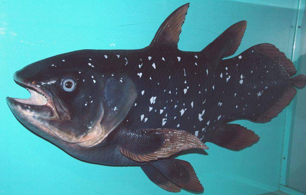 ilustrasi ikan coelacanth (commons.wikimedia/Yakobus St. Yohanes)