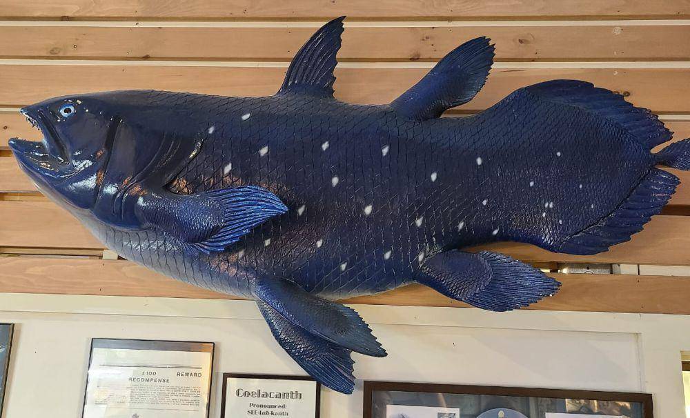 ilustrasi ikan coelacanth (commons.wikimedia/Bigmatchealmanac)