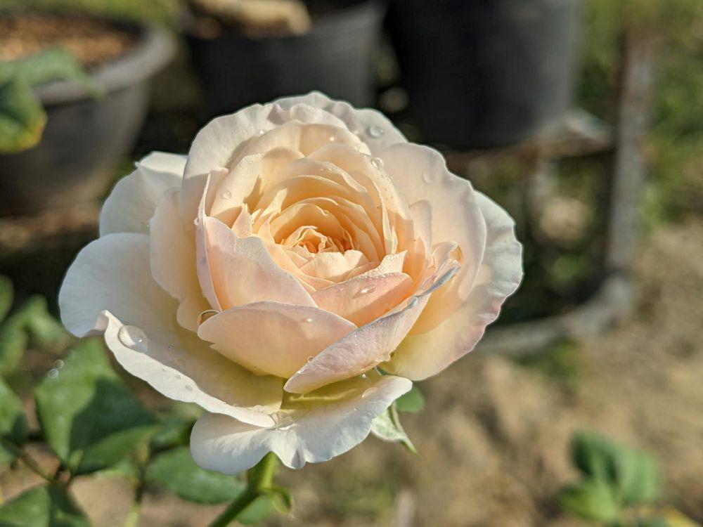 Mengenal Bunga Juliet Rose, Butuh 15 Tahun untuk Panen