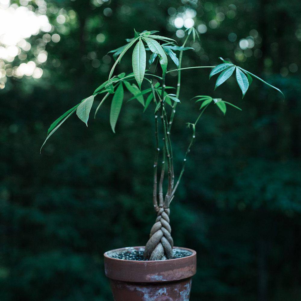 Ilustrasi money tree. (Wikimedia Creative Commons / Karl Thomas Moore)